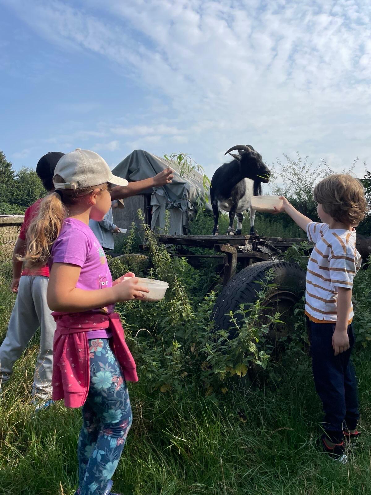 Drei Kinder füttern eine schwarze Ziege, die auf einer Holzplattform steht, umgeben von Gras und Pflanzen unter bewölktem Himmel.