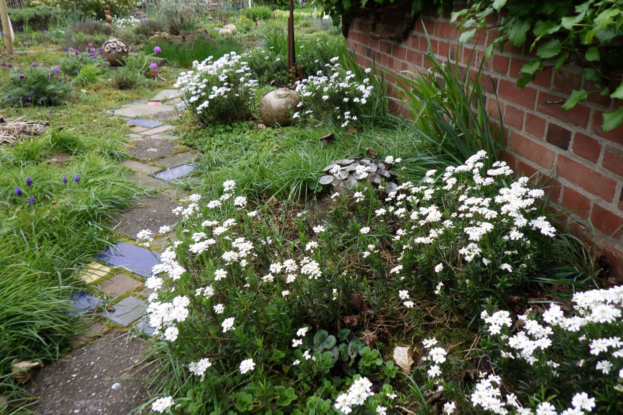 Ein Garten mit langen Gräsern, im Vordergrund viele weiß blühende Schleifenblumen. Durch die Mitte führt ein schmaler gepflasterter Weg mit unterschiedlich großen Pflastersteinen. Rechts ist eine Mauer aus roten Klinkern zu sehen, die teilweise von Rankpflanzen bedeckt ist.